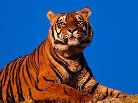 A Wild Idea: Privatise the Jungles