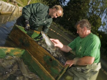 Half Of the Fish Consumed Globally is Now Raised on Farms