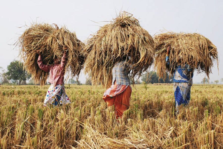 Foodgrains - Stemming the Rot