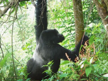 Walking With Gorillas