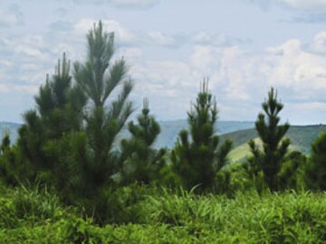 The Carbon Project in Uganda