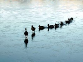 CEO Succession Planning Lags Badly, Research Finds