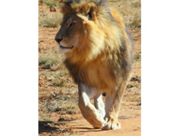 After the Asian Tigers, will it be the turn of the African Lions?