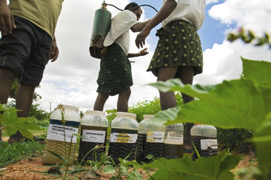 Back To The Roots For Andhra Pradesh Farmers