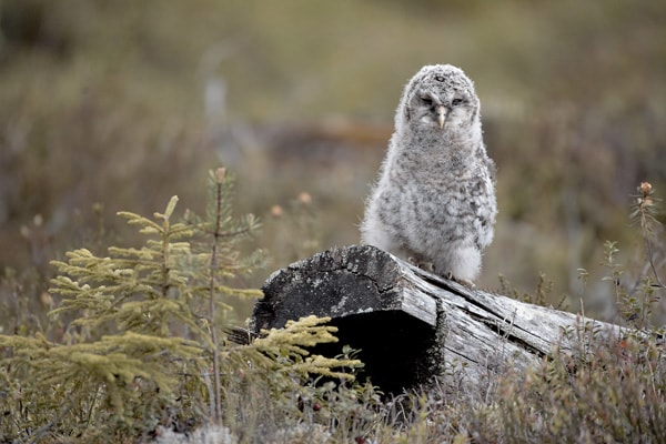 mg_53872_ural_owl_280x210.jpg