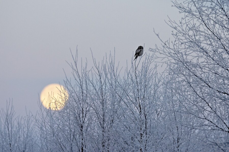 Finland: The Owl and the Financier