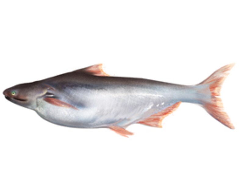 A Fish Called Basa