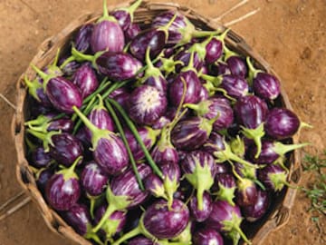 Bt Brinjal and India's Wake-up Call