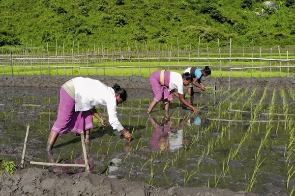 mg_66254_rice_plantation_280x210.jpg