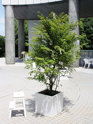 mg_63972_wish_tree_hiroshima_280x210.jpg