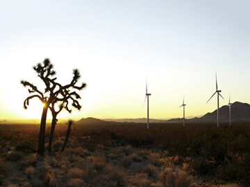 Wind vs. Bird in USA