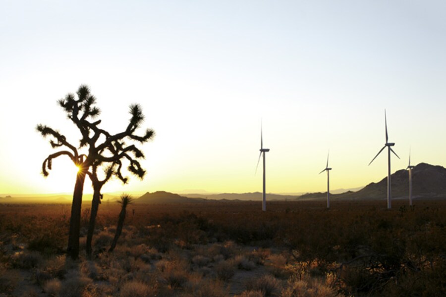 Wind vs. Bird in USA