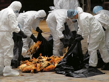 Bird Flu is Back in a Stronger Avataar