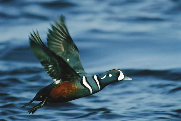 mg_66503_harlequin_duck_280x210.jpg