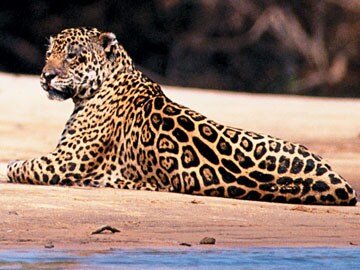 In Search of the Elusive Jaguar