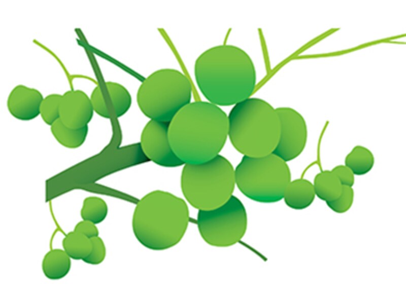 Revisting the Jatropha Debate