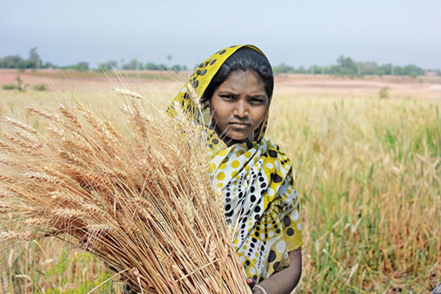 Hybrid Maize Helps Uplift Gujarat's Tribal Farmers