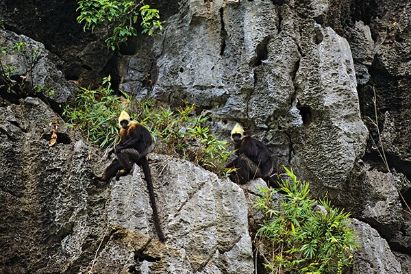 mg_75304_golden_langur_280x210.jpg