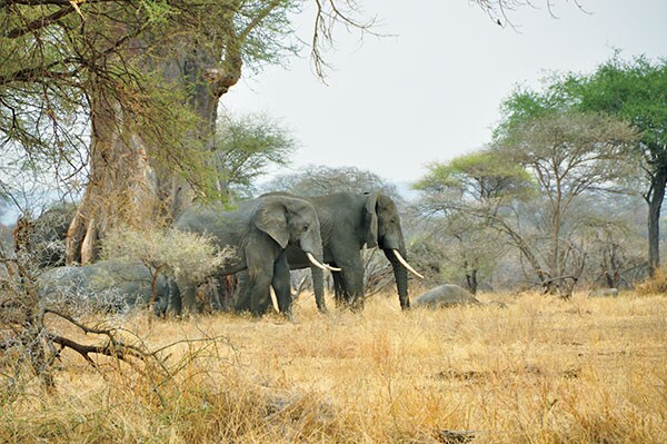 mg_78777_african_elephant_280x210.jpg