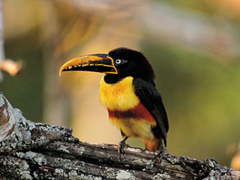 Walking with Giant Anteaters