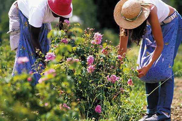 mg_76028_rosepickers_280x210.jpg