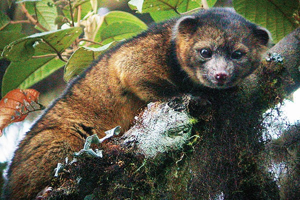 mg_75550_olinguito_280x210.jpg