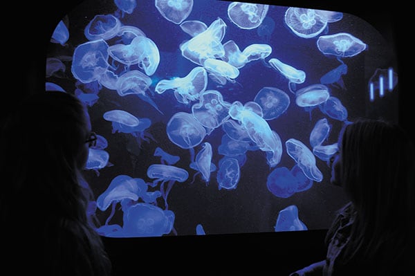 mg_75552_jellyfish_280x210.jpg