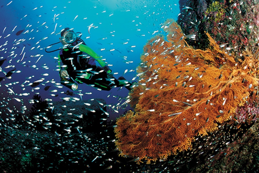 Eat, sleep, dive, repeat: The water world off Thailand