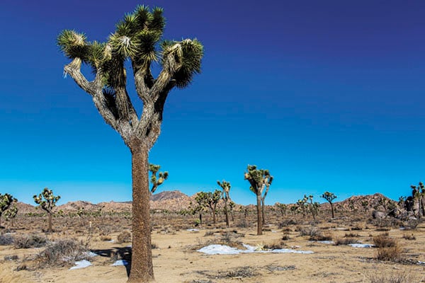 mg_84431_mojave_desert_280x210.jpg