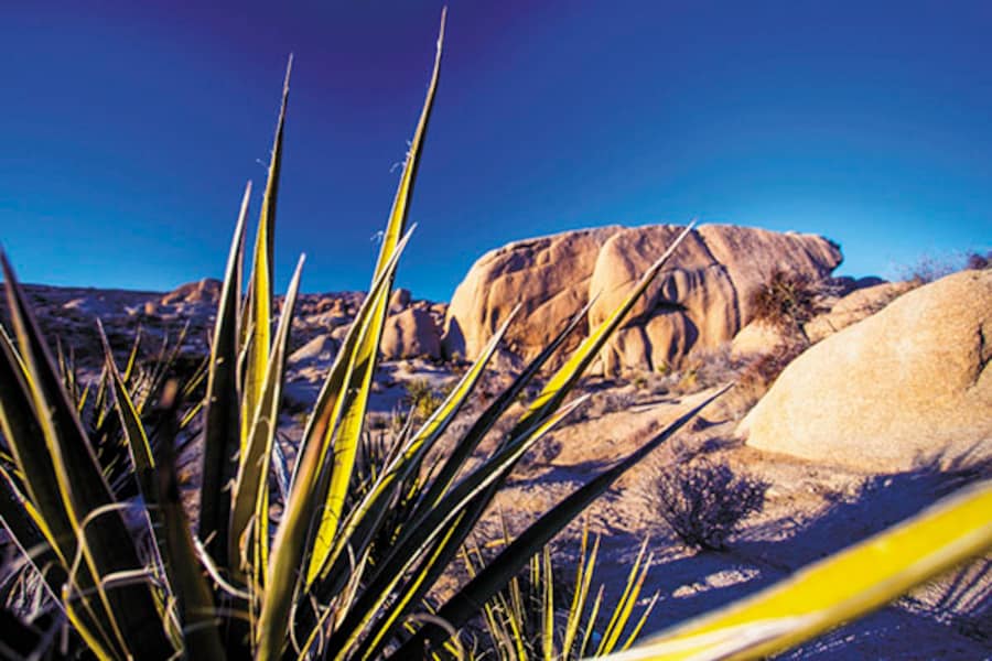 New Year's Eve at the Joshua Tree National Park