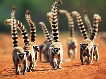 Madagascar's unique wildlife