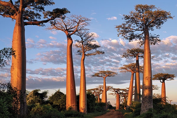 mg_80365_baobabs_280x210.jpg