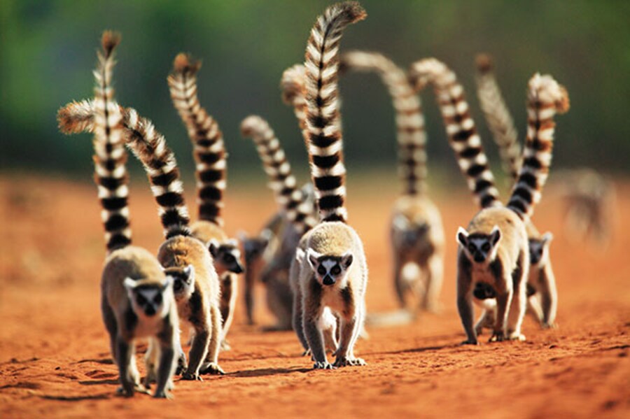 Madagascar's unique wildlife