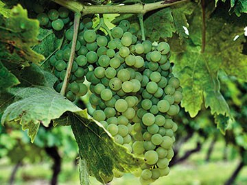 Cognac: Twice distilled to perfection