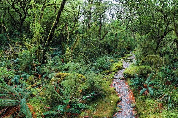 mg_84141_milford_track_280x210.jpg