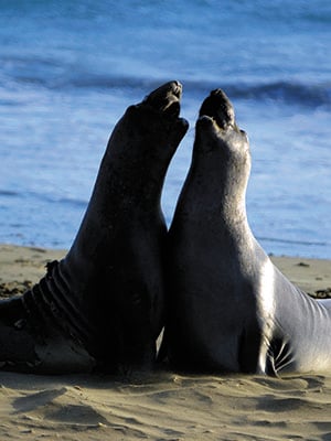 Big Sur: When land and sea collide