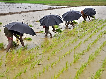 Improved monsoon could add 50 bps to GDP: BNP Paribas Research