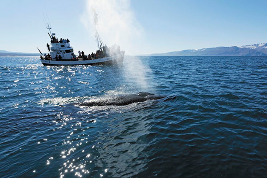 Whale-watching in Iceland