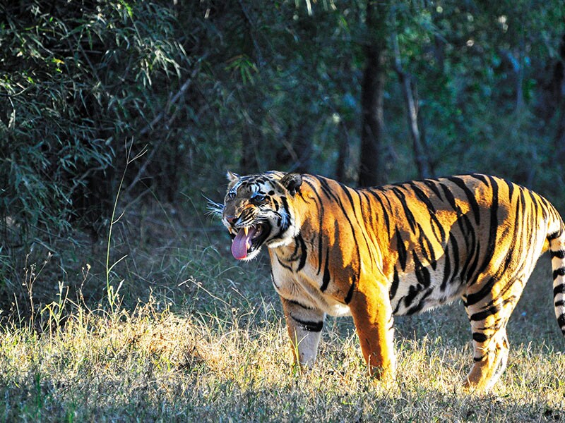 Tiger-spotting in Kanha - a paradise for wildlife enthusiasts