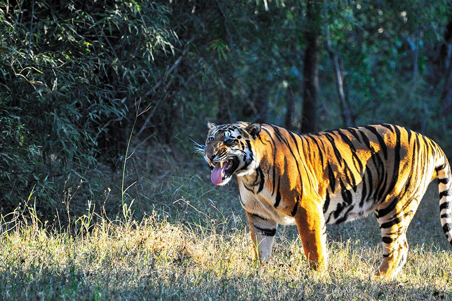 mg_95127_tiger_in_kanha_280x210.jpg