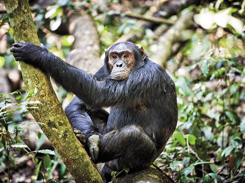 Primate tourism: A well-organised industry