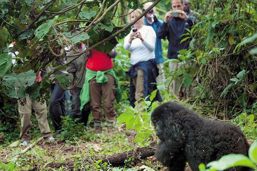 g_101373_rwanda_gorillas_280x210.jpg