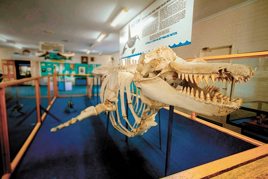 g_100497_whale_skeleton_280x210.jpg