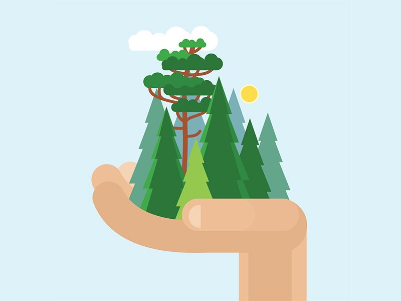 Can trade save forests?