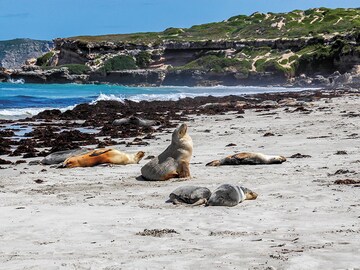 Life on the animal planet