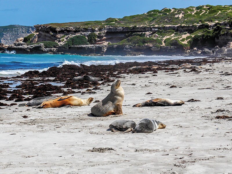 Life on the animal planet