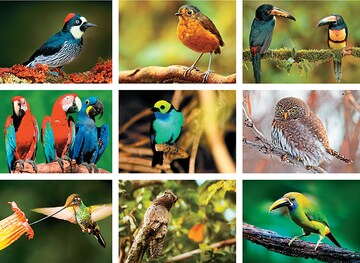 The calls of Colombia: Bird watchers' delight