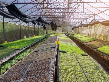 India's organic growth