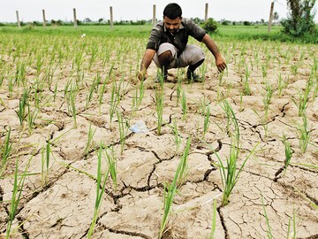 What's eating India's farms?