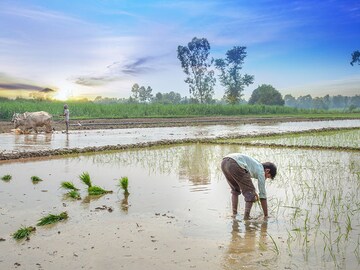 No land of plenty for Indian farmers